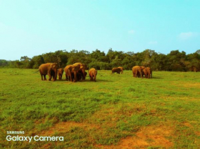 Minneriya Jeep Safari